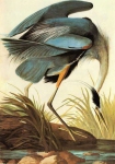 Графика Птицы GREAT BLUE HERON